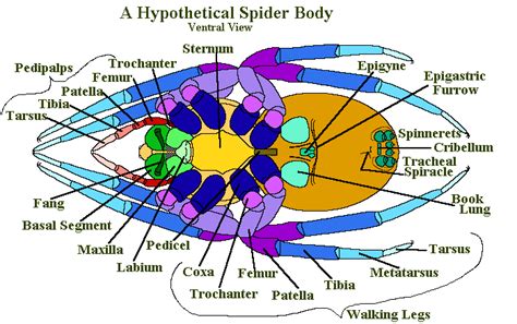 Spider Anatomy: The Different Parts Of A Spider | Earth Life