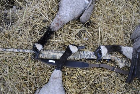 Michigan Goose Hunting is a Dream Come True | OutdoorHub