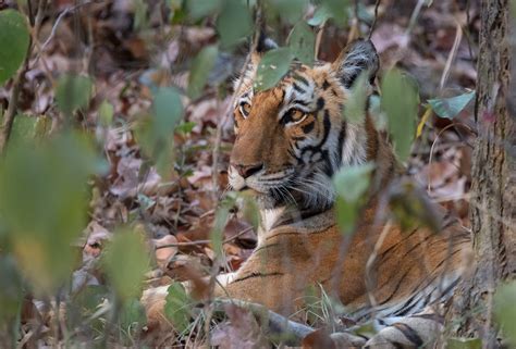 jim corbett national park, India