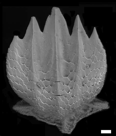 UCSB Researchers Use Shark Denticles To Better Understand Pre-Human Era Population Baselines ...