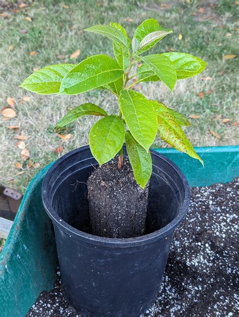 Rooting avocado cuttings - General Fruit Growing - Growing Fruit