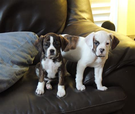 Boxer And Boston Terrier Mix Puppies For Sale - Pets Lovers