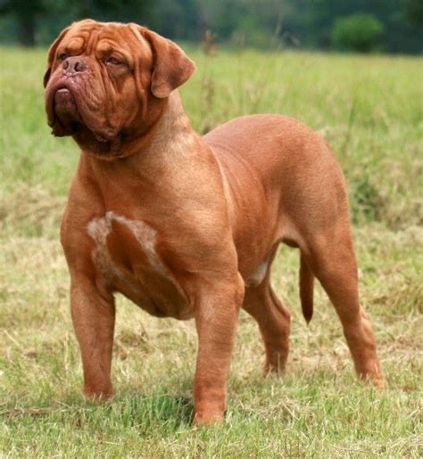 Best Fighting Dog Breeds with Pictures | 101DogBreeds.com