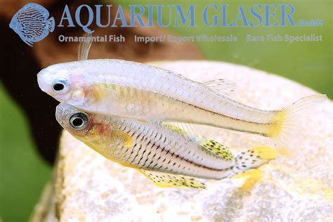 Pseudomugil gertrudae Aru II xl - Aquarium Glaser GmbH