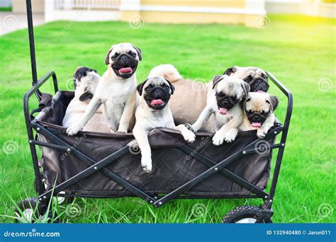 Cute Pug family in truck stock photo. Image of feed - 132940480