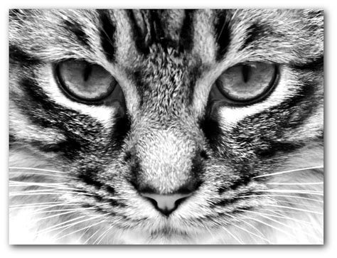 Cat Print, Black and White Cat Art, 8 x 10 Inches, Unframed: Amazon.co.uk: Handmade