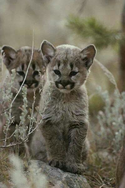 Puma cubs | ♥ Wild Cats ♥ | Pinterest