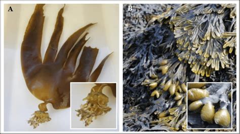 Brown algae species Saccorhiza polyschides (A) and Fucus (B ...