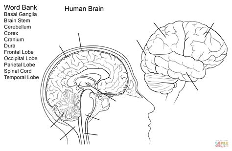 Human Brain Worksheet coloring page | Free Printable Coloring ... Free Printable Worksheets ...