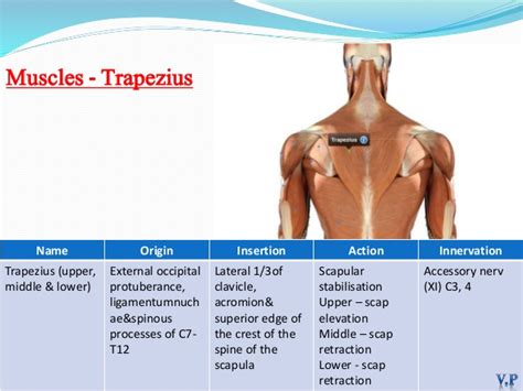 Shoulder joint - Samarpan Physiotherapy Clinic Ahmedabad