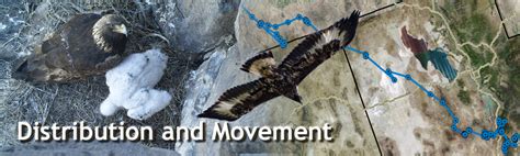 Golden Eagle Distribution and Movement Banner | FWS.gov