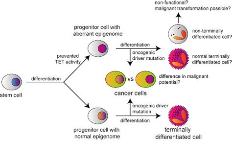 Group of Dr. Traube - Faculty for Chemistry and Pharmacy - Research Area B (Cancer epigenome ...