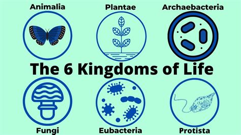 Basic Taxonomy-6 Kingdoms of Life-Classification - YouTube