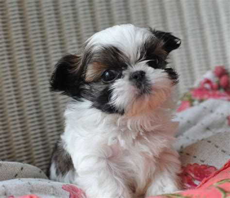 puppie | Shih tzu puppy, Puppies, Yorkie poo puppies