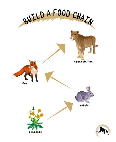 Fox Food Chain To Plant