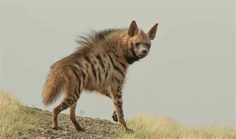 Striped Hyena - The Animal Facts - Appearance, Diet, Habitat, Behavior