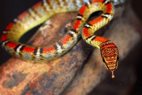 Banded Flying Snake Facts and Pictures | Reptile Fact