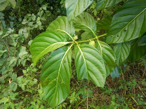 Morinda citrifolia L.