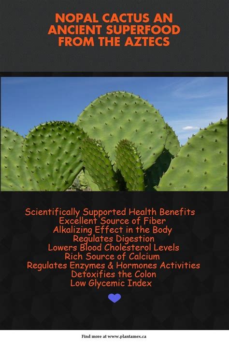 Benefits of nopal cactus | Improve nutrition, Juicing for health, Healthy natural living