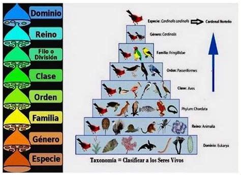 120 Ideas De Clasificacion De Seres Vivos En 2021 Clasificacion De ...