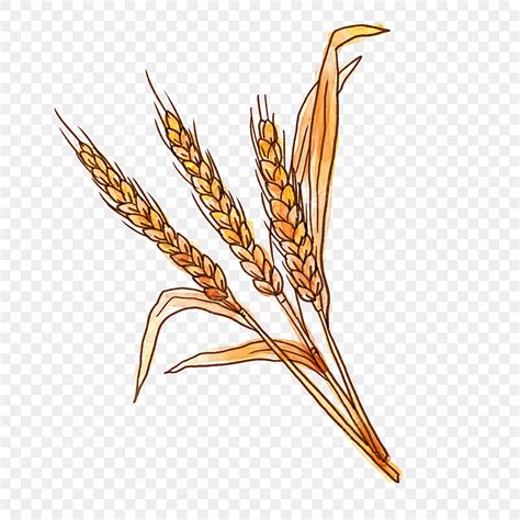 Free Material PNG Transparent, Autumn Wheat Png Free Material, Autumn ...