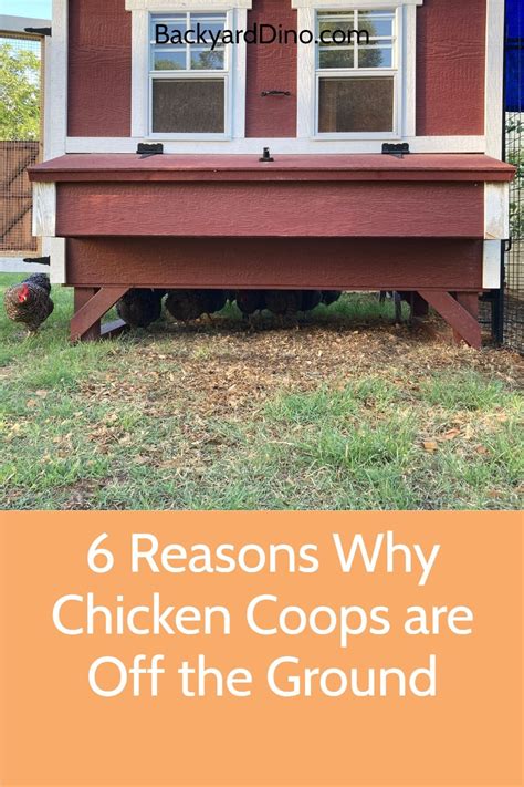 6 Reasons Why Chicken Coops are Off the Ground | Chickens backyard, Chicken coop, Coops