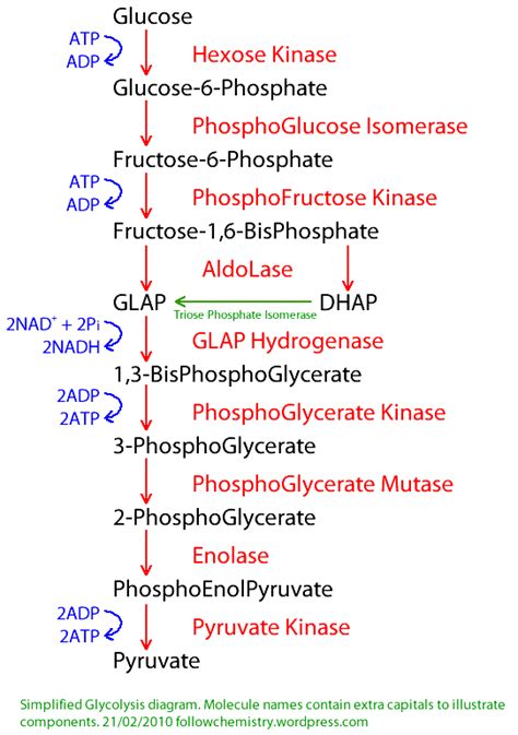 24+ How To Memorize Glycolysis - LeonesseBethann