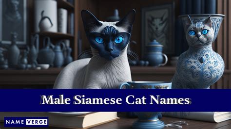 Siamese Cat Names: 399+ Best Names For Siamese Cats