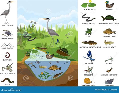 Wetland Animals And Plants For Kids