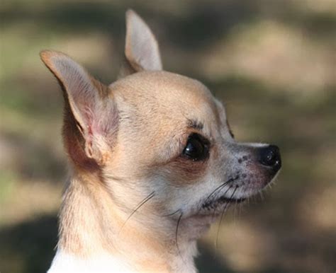 apple head chihuahua | different breeds of dogs| cute dogs pictures