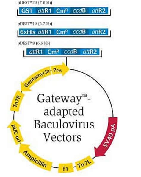 Baculovirus Expression System with Gateway™ Technology