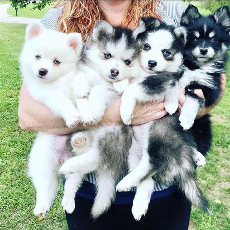 Pomsky Puppies For Sale | Dallas, TX #331078 | Petzlover