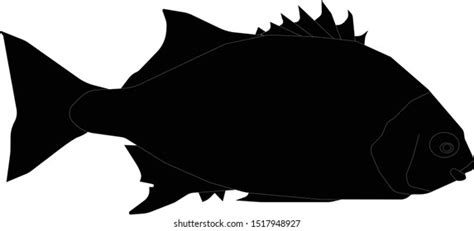 Galjoen Fish Isolated On White Background Stock Vector (Royalty Free ...