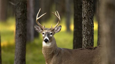 Hunting is crucial to conserve Michigan’s white-tailed deer. Here’s why.