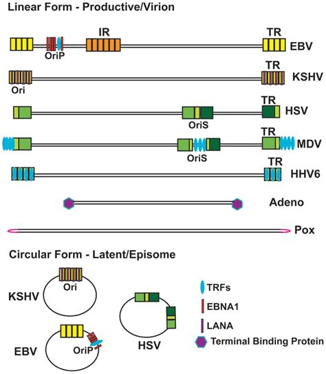 Schematic of Viral Genome Terminal Repeat Structure in Linear and... | Download Scientific Diagram