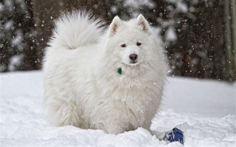 Samoyed Wallpapers - Wallpaper Cave