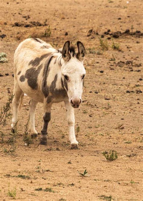 27 Cute Miniature Donkey Facts (Photos, History, Size, Cost, Pets) | Storyteller Travel