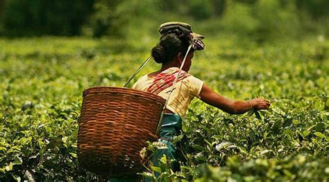 Assam hikes daily wage of tea garden workers | India News - The Indian ...