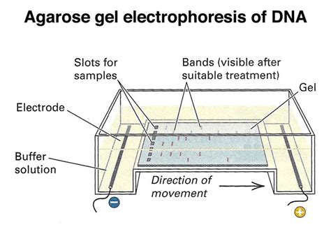 My s**ttiest method #3: Improvisation of Agarose Gel Electrophoresis ...