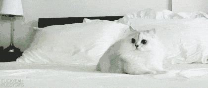 Funny GIFs: Super Excited Cat