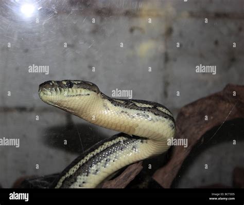 Python fangs hi-res stock photography and images - Alamy