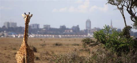 Nairobi national park