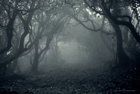 Pin by Dan roberts on fog | Spooky background, Landscape trees, Spooky ...