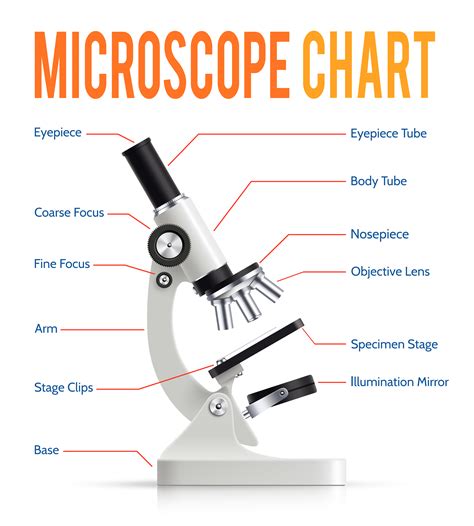 Realistic Microscope Parts Infographic Presentation Chart 478769 Vector ...