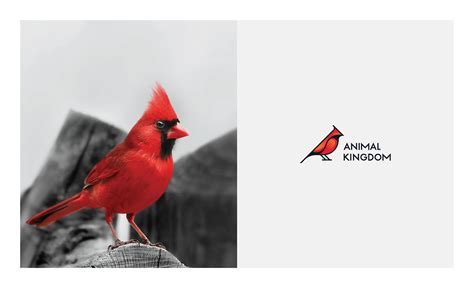 Animal Kingdom Logo Design on Behance