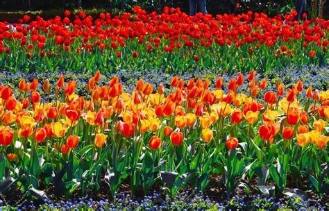 The tulips are blooming in the Botanical Gardens. Share your photos here! : r/Wellington