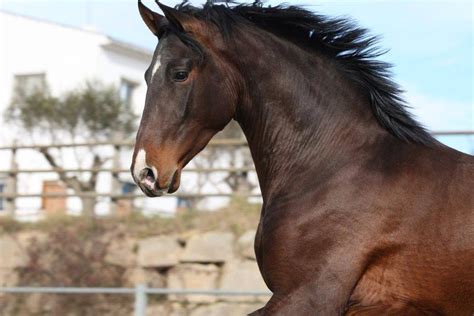 Dark Bay Thoroughbred | Horses, Horse coloring, Horse boarding