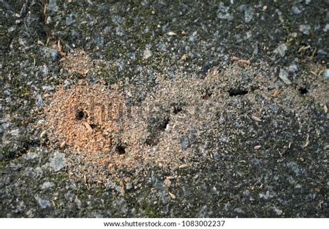 Fire Ant Hill On Asphalt Floor Stock Photo 1083002237 | Shutterstock