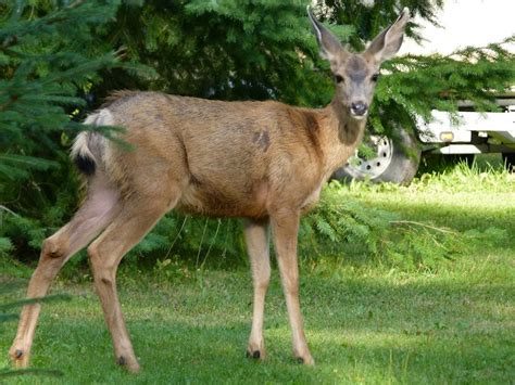 Are Geraniums Deer Resistant? | Plant Addicts