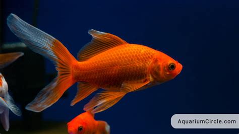 Comet Goldfish Care Guide: Lifespan, Tank Size, Breeding And More